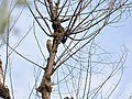 Scaly bellied Woodpecker I IMG 3211.jpg