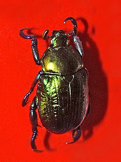 Pelidnota sumptuosa species of beetle