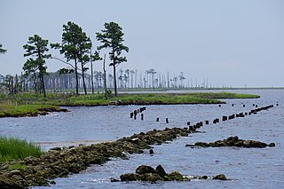 <span class="mw-page-title-main">Swanquarter National Wildlife Refuge</span> National Wildlife Refuge in North Carolina, United States