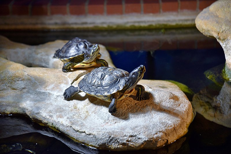 File:Schildkröten in Meeresmuseum Stralsund, 2019 (02).jpg