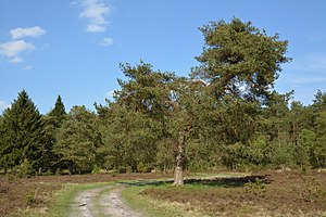 Schleswig-Holstein, Brammer, Landschaftsschutzgebiet Sandergebiet westlich von Brammerau NIK 1366.jpg