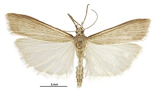 <i>Scoparia augastis</i> Species of moth