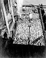 Scow loaded with salmon at the Alaska Packers Association cannery, Wrangell, Alaska, 1918 (COBB 114).jpeg