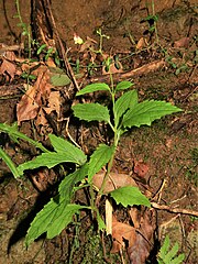 矮小な個体。葉は対生し、茎は4稜があるがやや軟弱で毛は無い。