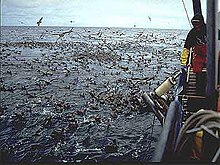 Foto van duizenden vogels die eten aan het wateroppervlak naast een vissersboot