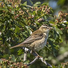 Sedge warbler Acrocephalus schoenobaenus