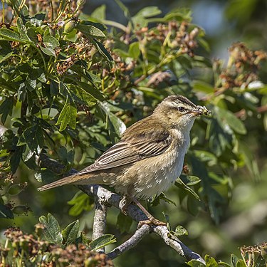 Sedge warbler at Otmoor RSPB reserve, created and nominated by Charlesjsharp.