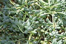 Senecio citriformis 0zz.jpg