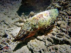 A cuttlefish (Sepia latimanus)