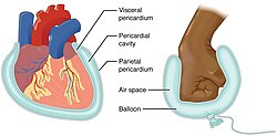 Anatomical Terminology