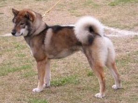 Anjing Shikoku