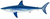 Shortfin mako shark (Duane Raver).png