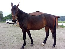 a dark bay horse with two white socks