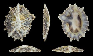 Siphonaria luzonica (Luzon False Limpet), shell