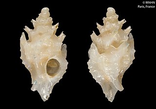 <i>Trubatsa undulata</i> Species of gastropod