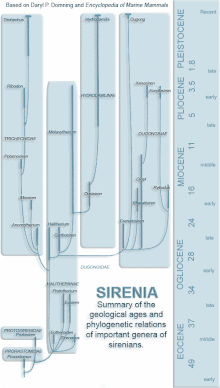 Cladogram showing the estimated times of divergence between sirenian taxa Sirenians evolution.gif