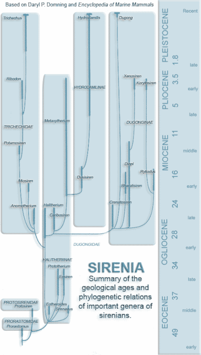 Evolution of Sirenia, based on Daryl P. Domning and Encyclopedia of Marine Mammals.