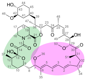 Binding sites of rapamycin: Green ring (pipecolate region) represents binding region to FKBP12 and purple ring represents binding region to mTOR. Sirolimus binding sites.svg