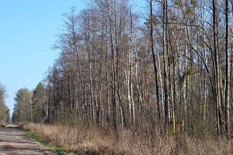 File:Skulyn Kovelskyi Volynska-Lisova khashcha nature monument-view from road-1.jpg