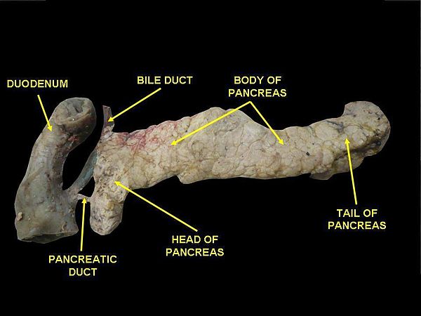 人体胰脏实际解剖照