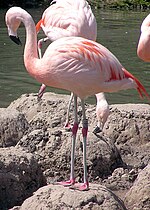 Şili flamingosu için küçük resim
