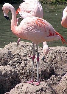 Slimbridge.chilean.flamingo.arp.jpg