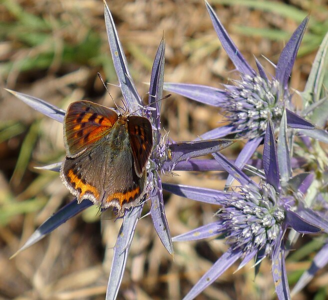 File:Small Copper. Lycaena phlaeas. second brood - Flickr - gailhampshire.jpg