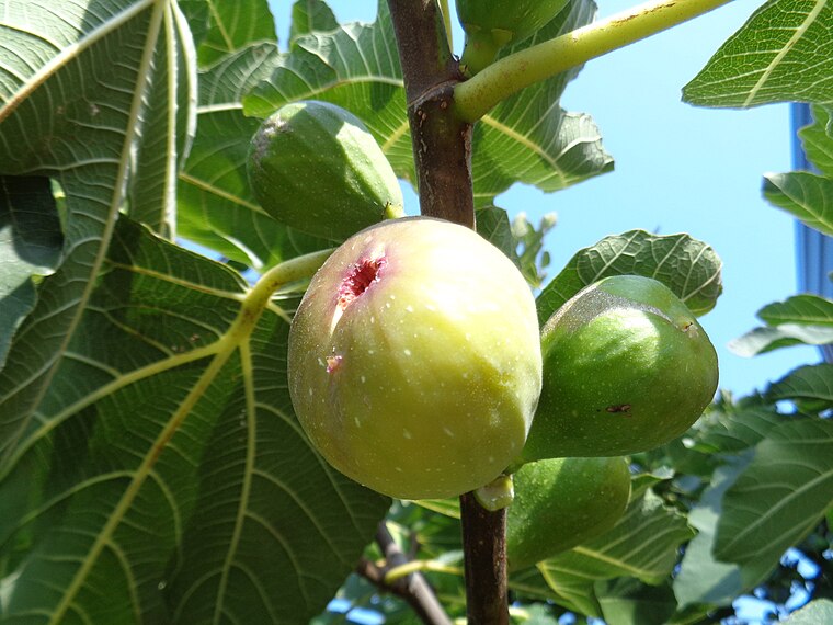 Fig