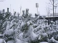 Snow-covered bush at Renaissance Suites at Flatiron