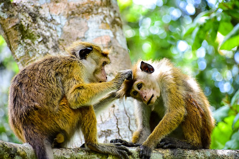 File:Social grooming.jpg