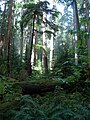 Olympic National Park