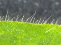 Spreitenrand mit Trichomen bei einem Blatt von Solanum quitoense