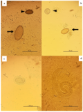 Thumbnail for File:Some European hedgehog's endoparasites.png