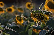 Sonnenblumen #065