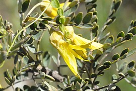 (Sophora macrocarpa)