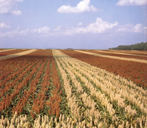 7 January: A farm with traditional and hybrid varieties of Sorghum.