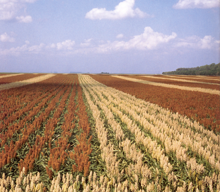 Tập_tin:Sorghum_field.png