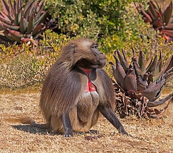 Gelada (Theropithecus gelada) male, Ethiopia