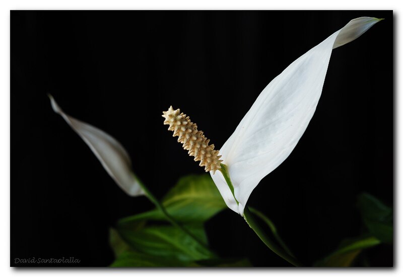 File:Spathiphyllum (4479608470).jpg