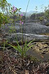 Spathoglottis sp.jpg