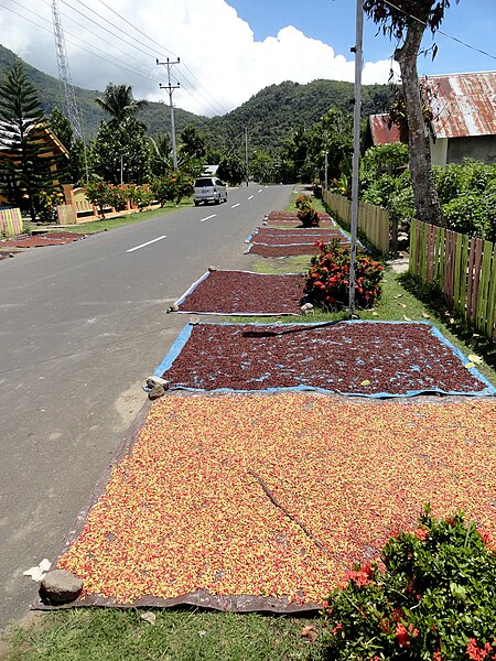 File:Spices, Pulau Tidore (Tidore Island), The Moluccas (15013115490).jpg