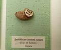 en:Spitidiscus oosteri oosteri (Sar. & Schon.) en:Barremian at the en:Sofia University "St. Kliment Ohridski" Museum of Paleontology and Historical Geology