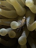 Thumbnail for Spotted cleaner shrimp