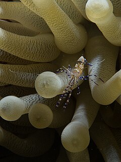 Spotted cleaner shrimp Species of crustacean