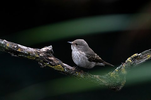 Spotted flycatcher (Muscicapa striata) on a branch