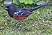 نقطه دار Towhee.jpg