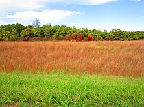 Spruce Woods Provincial Park (29155620513).jpg