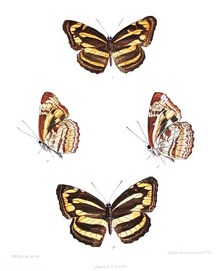 <i>Neptis radha</i> Species of butterfly