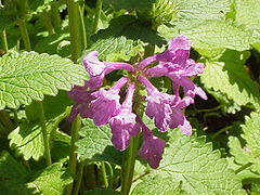 Stachys macrantha0.jpg