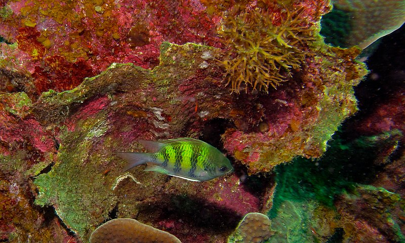 File:Staghorn Damselfish (Amblyglyphidodon curacao) (8492920752).jpg